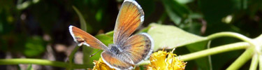 Western Pygmy Blue
